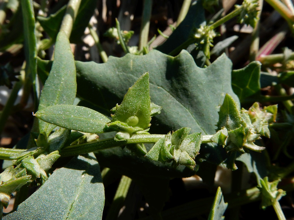 Atriplex prostrata, Creeping Saltbush